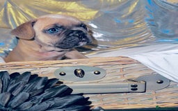 French Bulldog dogs for sale: French Bulldogs  - Image 23