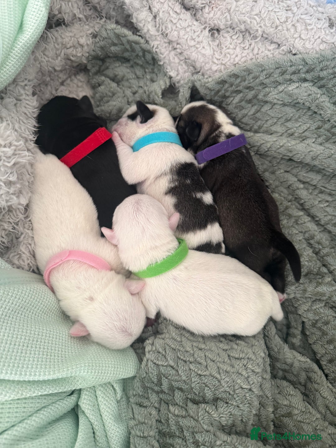 Pug dogs for sale: Pug puppies  - Image 1