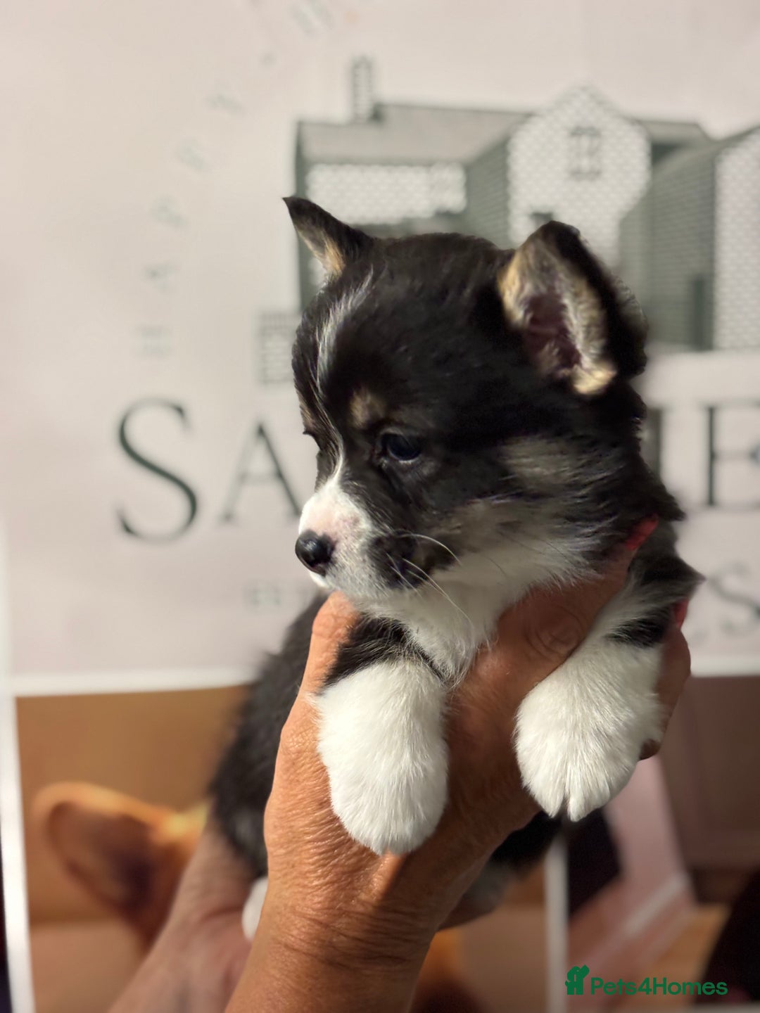 Welsh Corgi Pembroke dogs for sale: Pedigree, health tested parents, licensed breeder - Image 7
