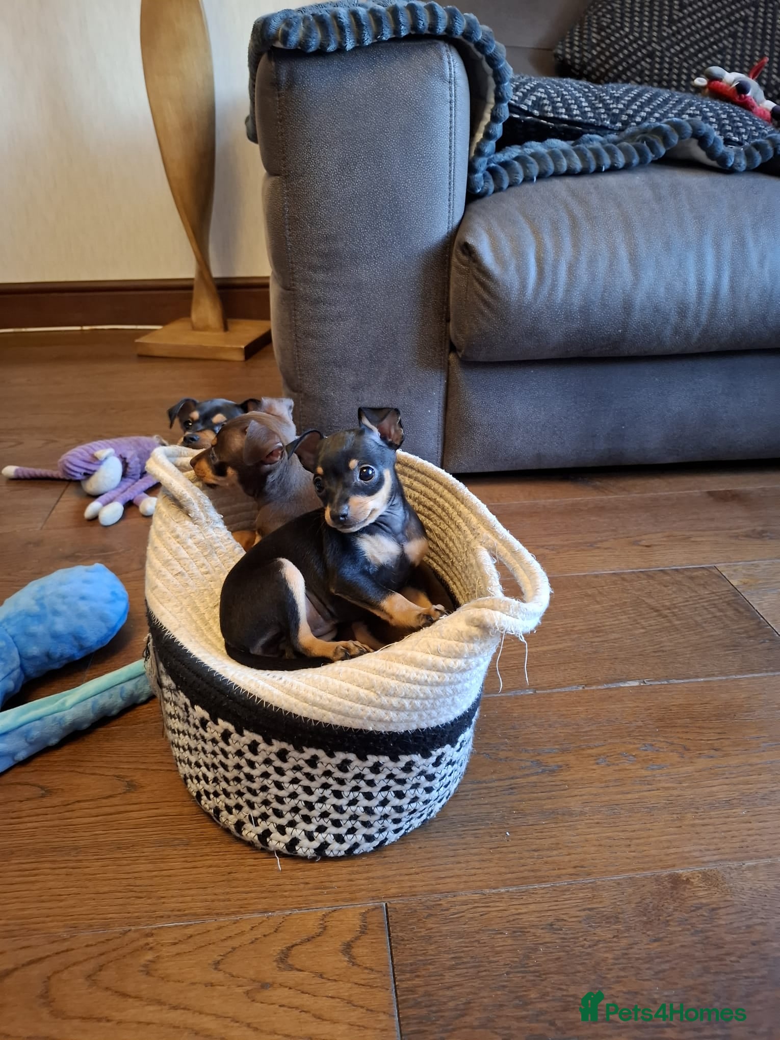 Mixed Breed dogs Miniature Pinscher x Russian Toy Terrier Puppies - Advert 9