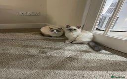 Ragdoll cats for sale: Female kitten become available! Pure Ragdoll in Derby - Image 37