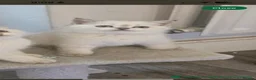 Scottish Fold cats for sale: Kitten for rehome  - Advert 2