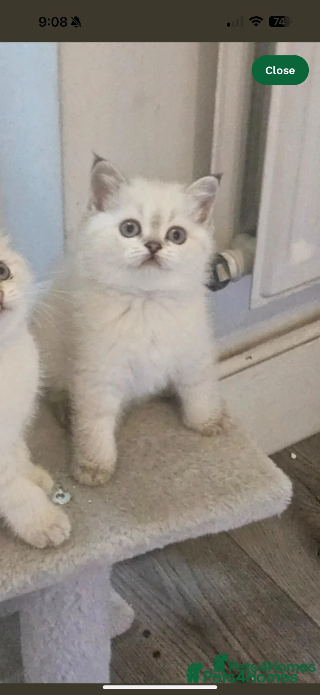Scottish Fold cats for sale: Kitten for rehome  - Advert 2
