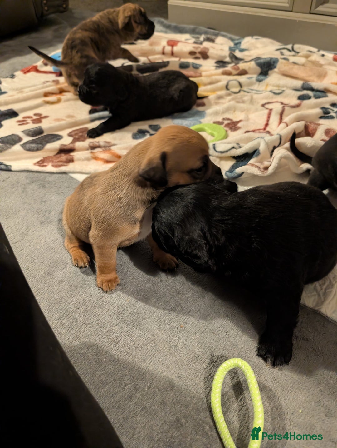 Mixed Breed dogs for sale: Staff cross pups - Image 1