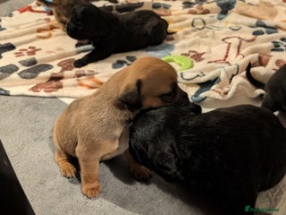 Mixed Breed dogs for sale - Advert 1