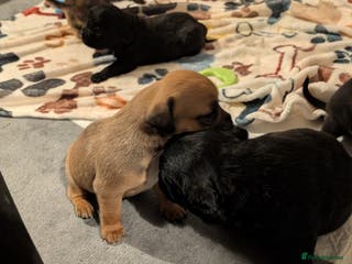 Mixed Breed dogs Staff cross pups - Advert 15