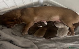 Chihuahua dogs for sale: ❌❌❌ Stunning Long Coat Chihuahua ❌❌❌ - Image 11
