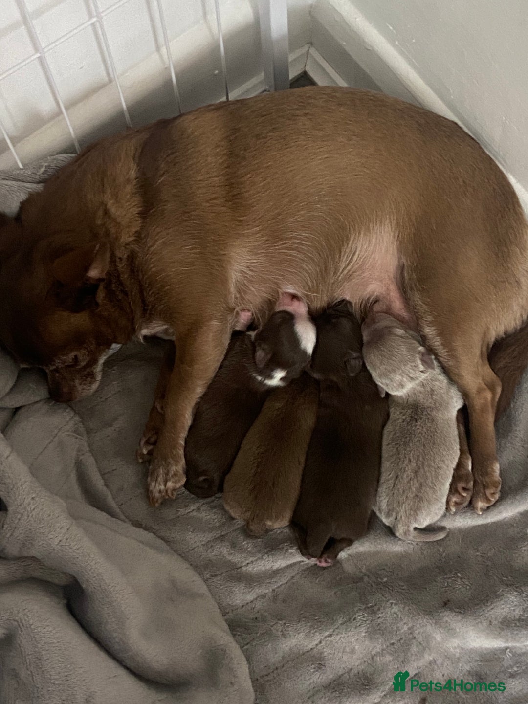 Chihuahua dogs for sale: ❌❌❌ Stunning Long Coat Chihuahua ❌❌❌ - Image 11