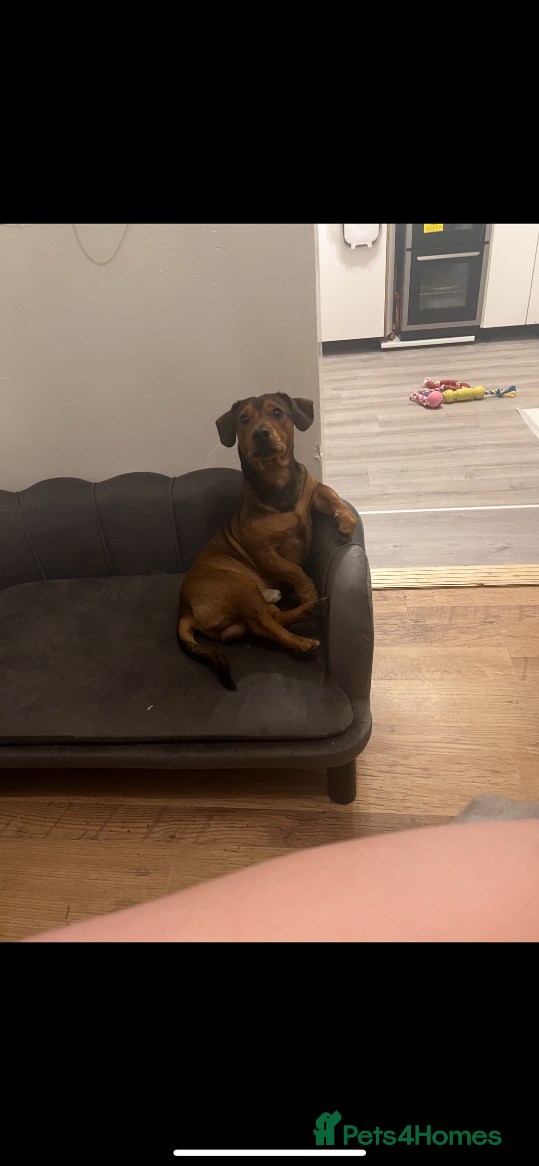 Jack Russell dogs for sale: 2 Jack Russell Puppies  - Advert 9