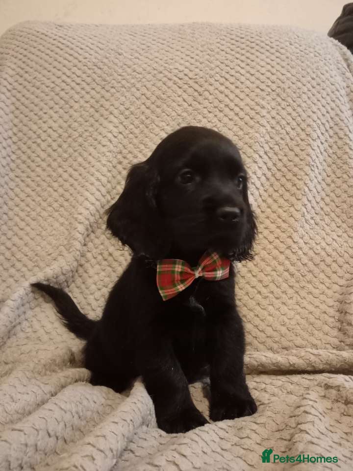 Cockerdor dogs for sale: Here is spencer hes the last boy  in Leek - Advert 11