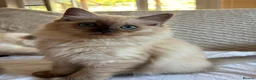 Ragdoll cats for sale: Ragdolls Mink Sepia TICA Cherubims Quality  - Advert 21