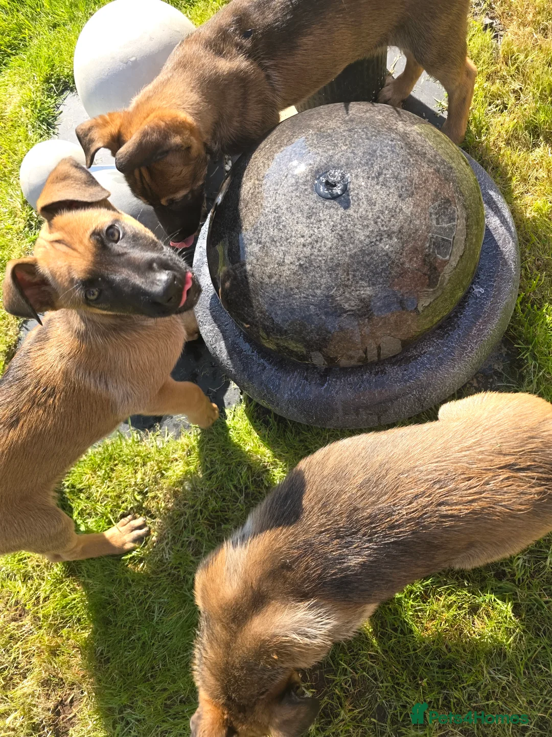 Belgian Shepherd Dog dogs for sale: Duch Shepherd cross Belgian malinois in Nottingham - Advert 2