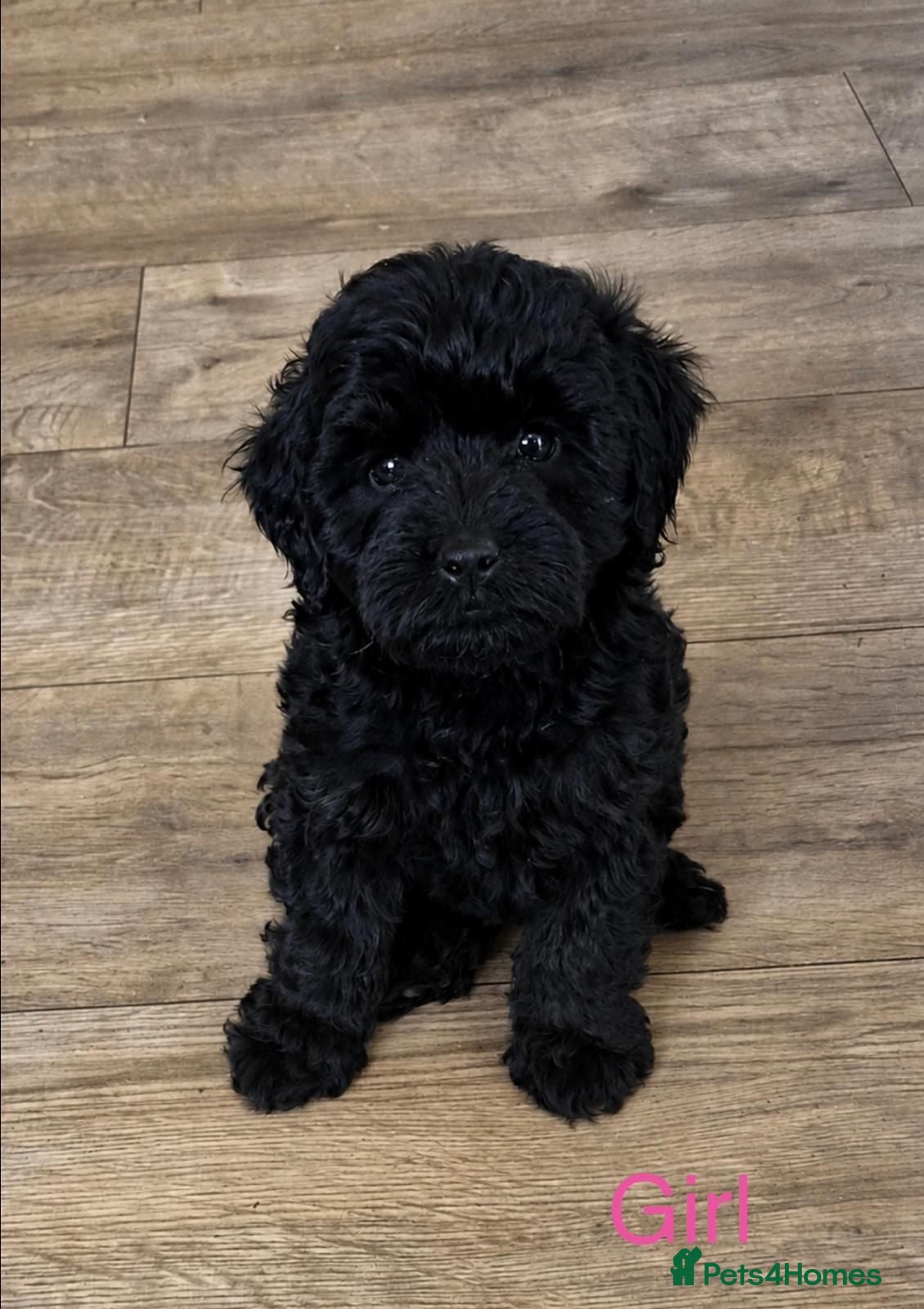 Cockapoo dogs F1B Miniature Poodle x Cockapoo  - Advert 2