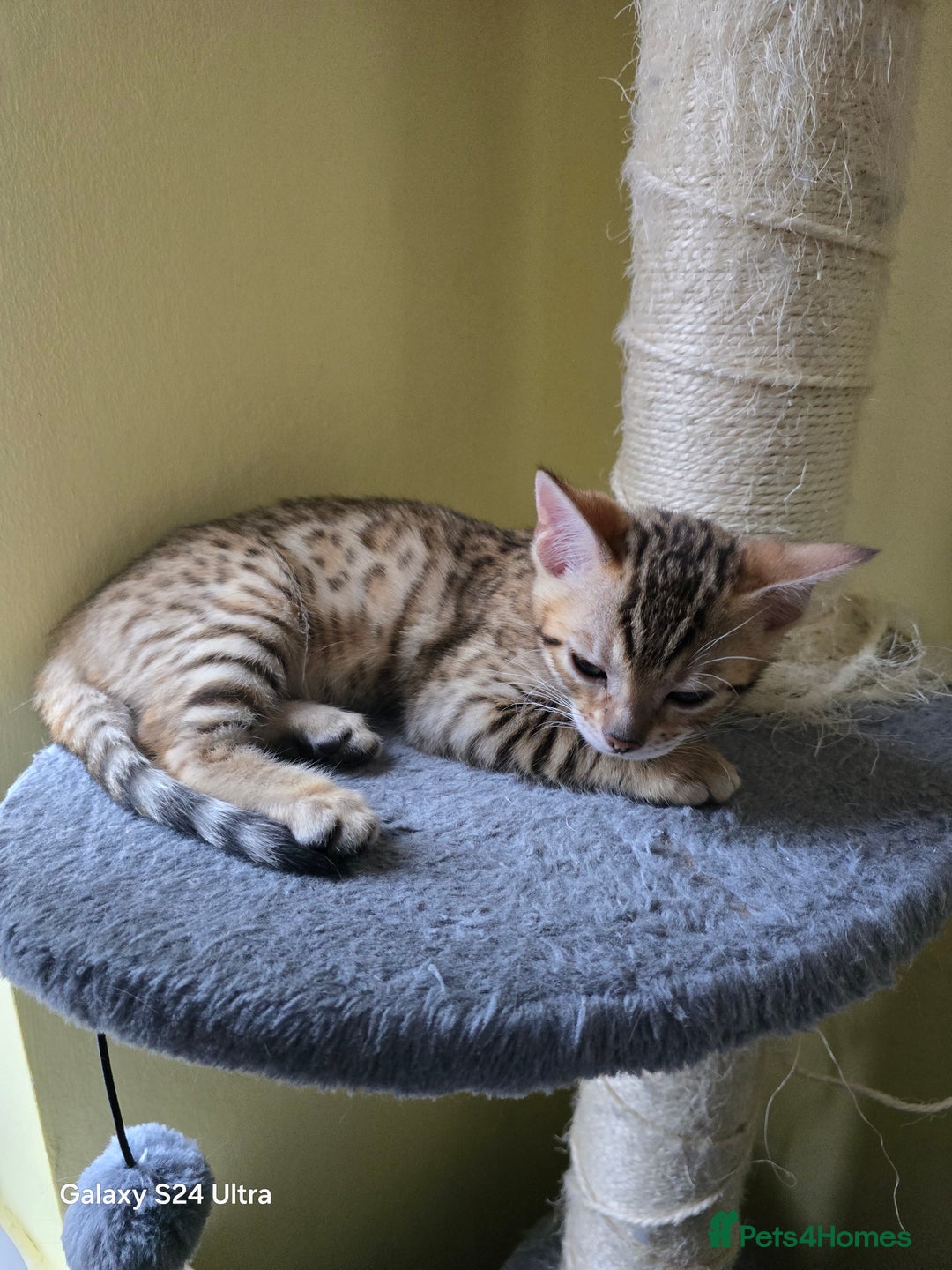 Bengal cats for sale: 2 left beautiful bengal kitten  - Image 6