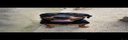 Rottweiler dogs for sale: 5 Purebred Rottweiler Puppies for Sale - Advert 12