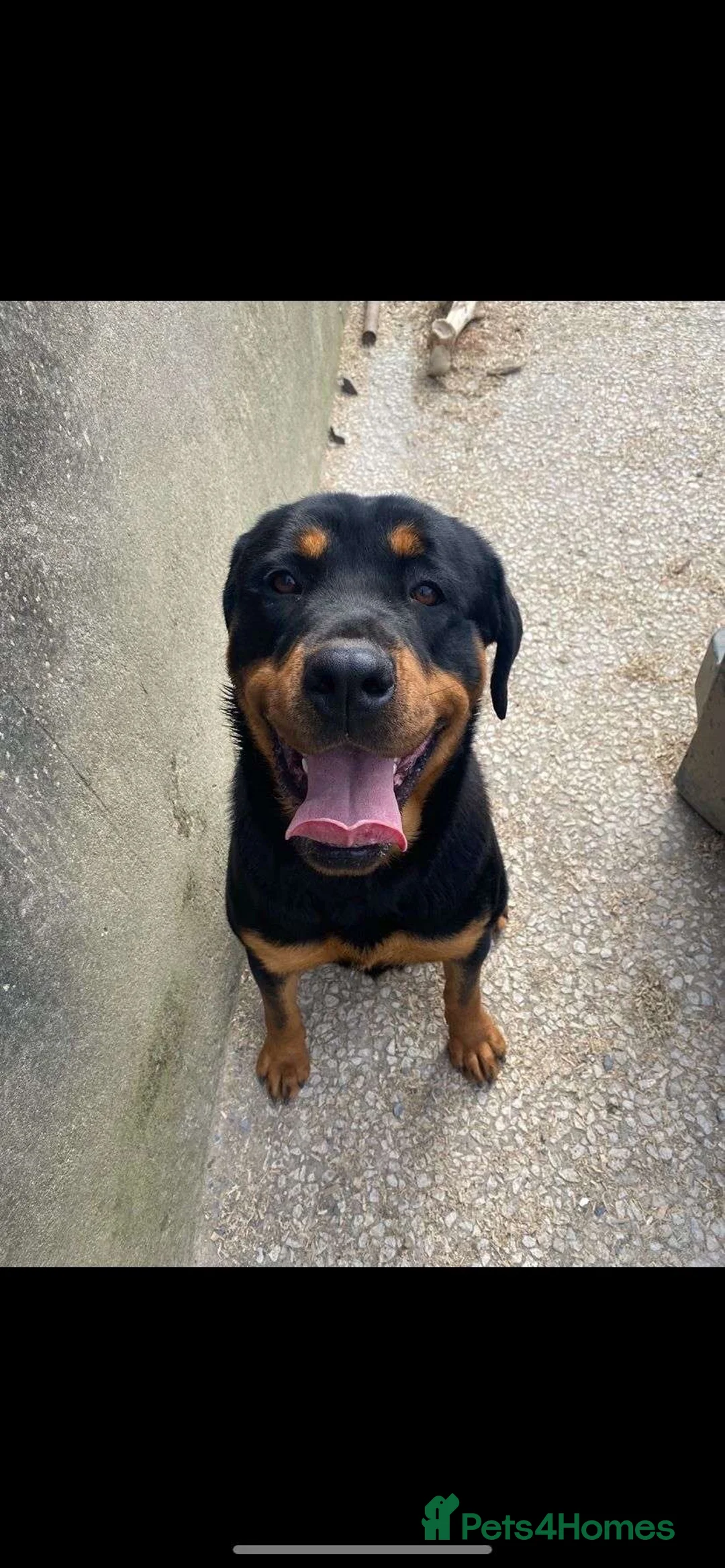 Rottweiler dogs for sale: 5 Purebred Rottweiler Puppies for Sale - Advert 12