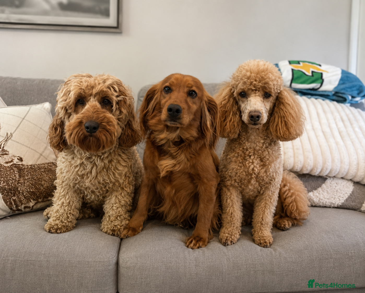 Miniature Poodle dogs Cockapoo/mini poodle/cocker spaniel - Advert 6