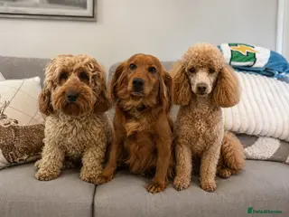 Miniature Poodle dogs Cockapoo/mini poodle/cocker spaniel - Advert 1