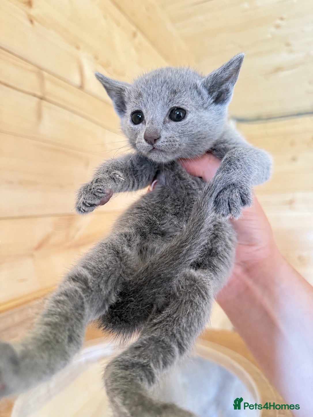 Russian Blue cats *TOP* Quality Pedigree Russian blue kittens - Advert 9
