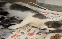 Mixed Breed cats for sale: Kittens ready now  - Image 4