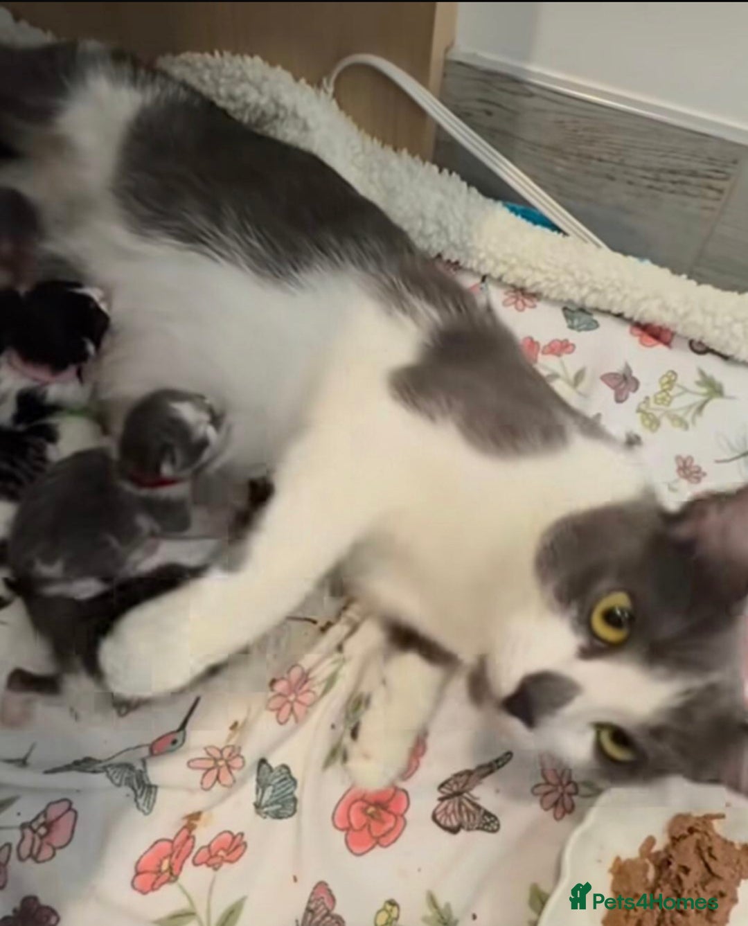Mixed Breed cats for sale: Kittens ready now  - Image 4