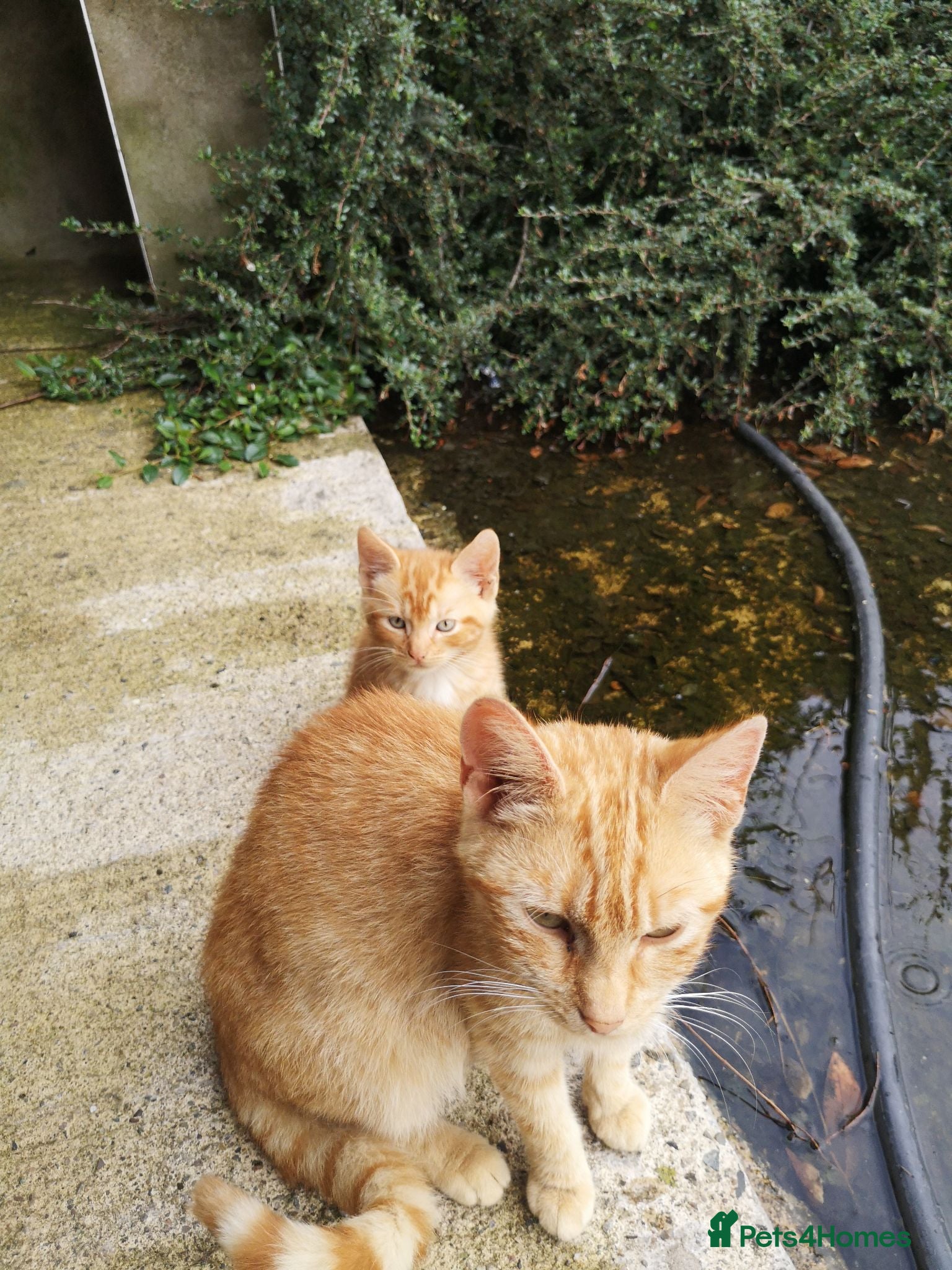 Mixed Breed cats Ginger Kittens for Sale - Advert 17