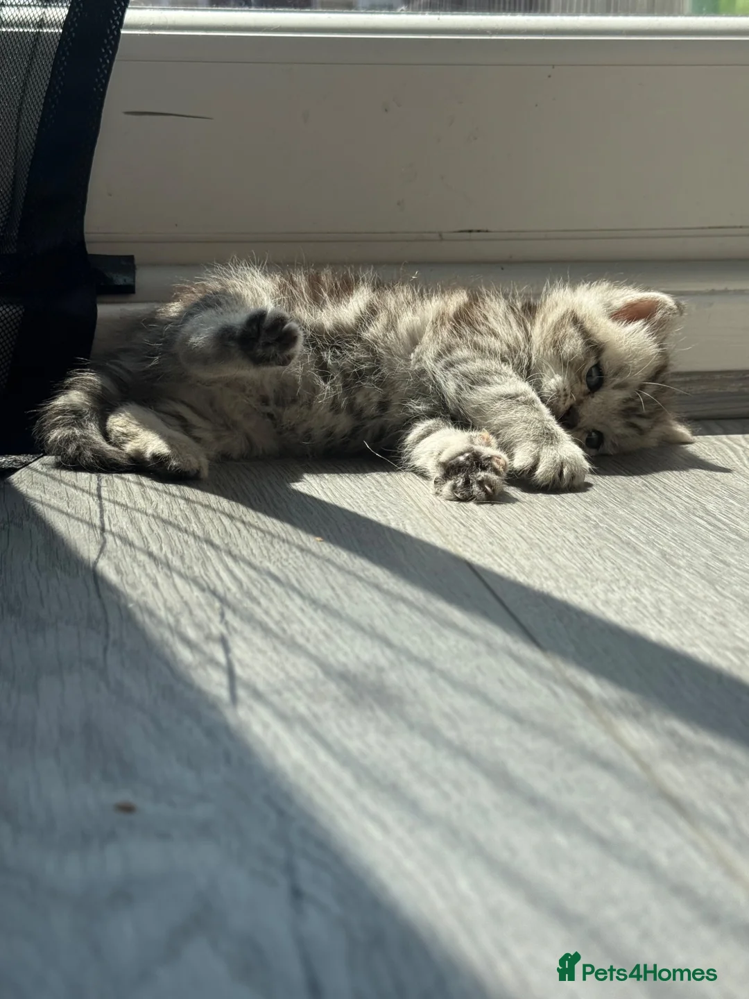 Mixed Breed cats for sale: Female tabby kitten for sale  - Advert 7
