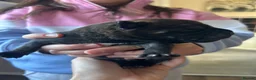 Staffordshire Bull Terrier dogs for sale: Staffordshire bull terrier puppy's  in Colchester - Advert 6