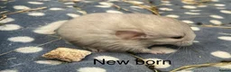 Chinchilla rodents for sale: Female white chinchilla ready now in Keighley - Advert 10