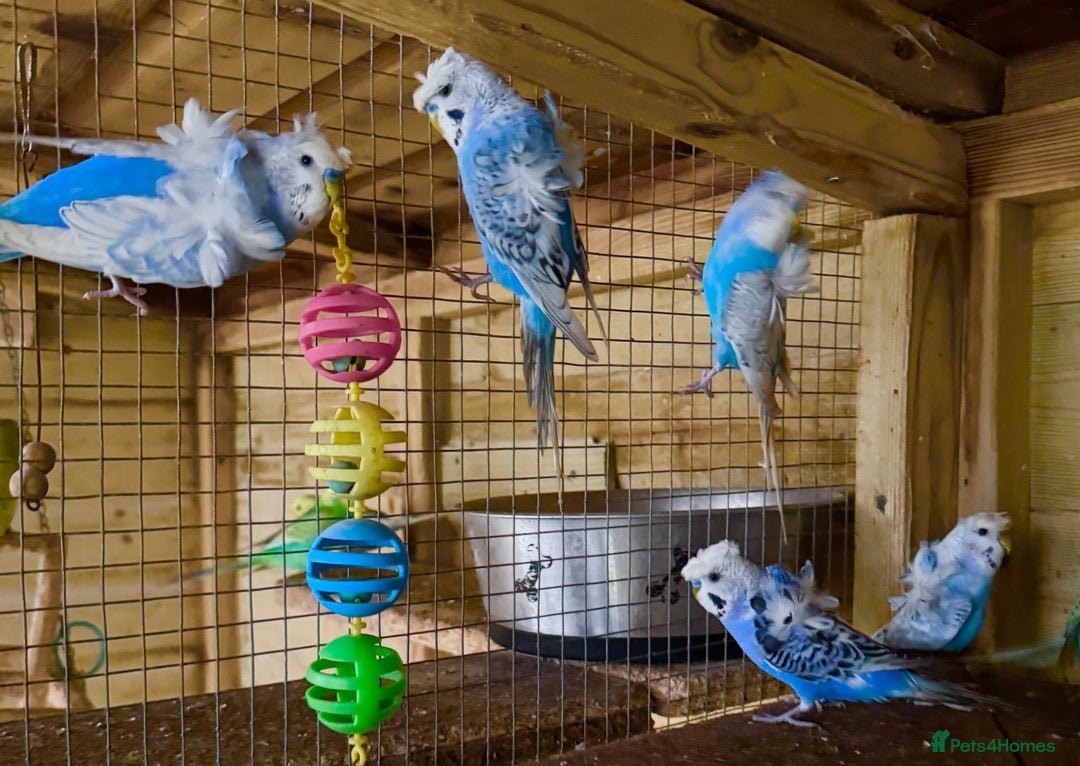 Budgerigars birds for sale: Hagoromo helicopter budgies in Lymington - Image 4