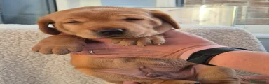 Labrador Retriever 1