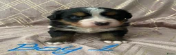 Bernese Mountain Dog dogs for sale: KC registered Bernese Mountain Dog Puppies  in Runcorn - Advert 2