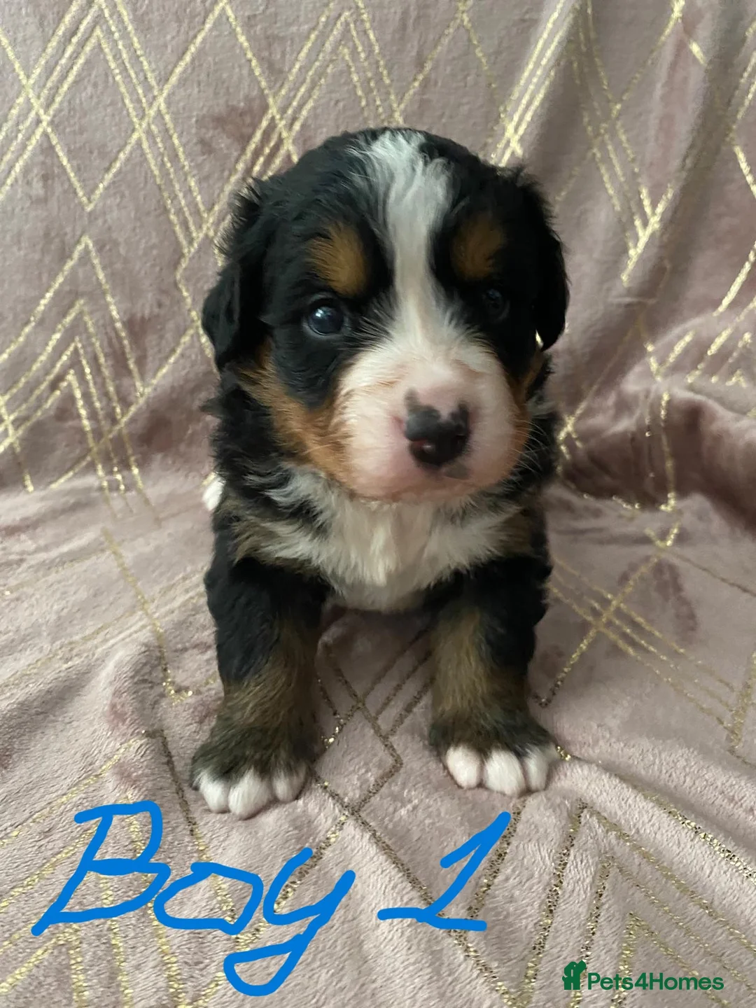 Bernese Mountain Dog dogs for sale: KC registered Bernese Mountain Dog Puppies  in Runcorn - Advert 2