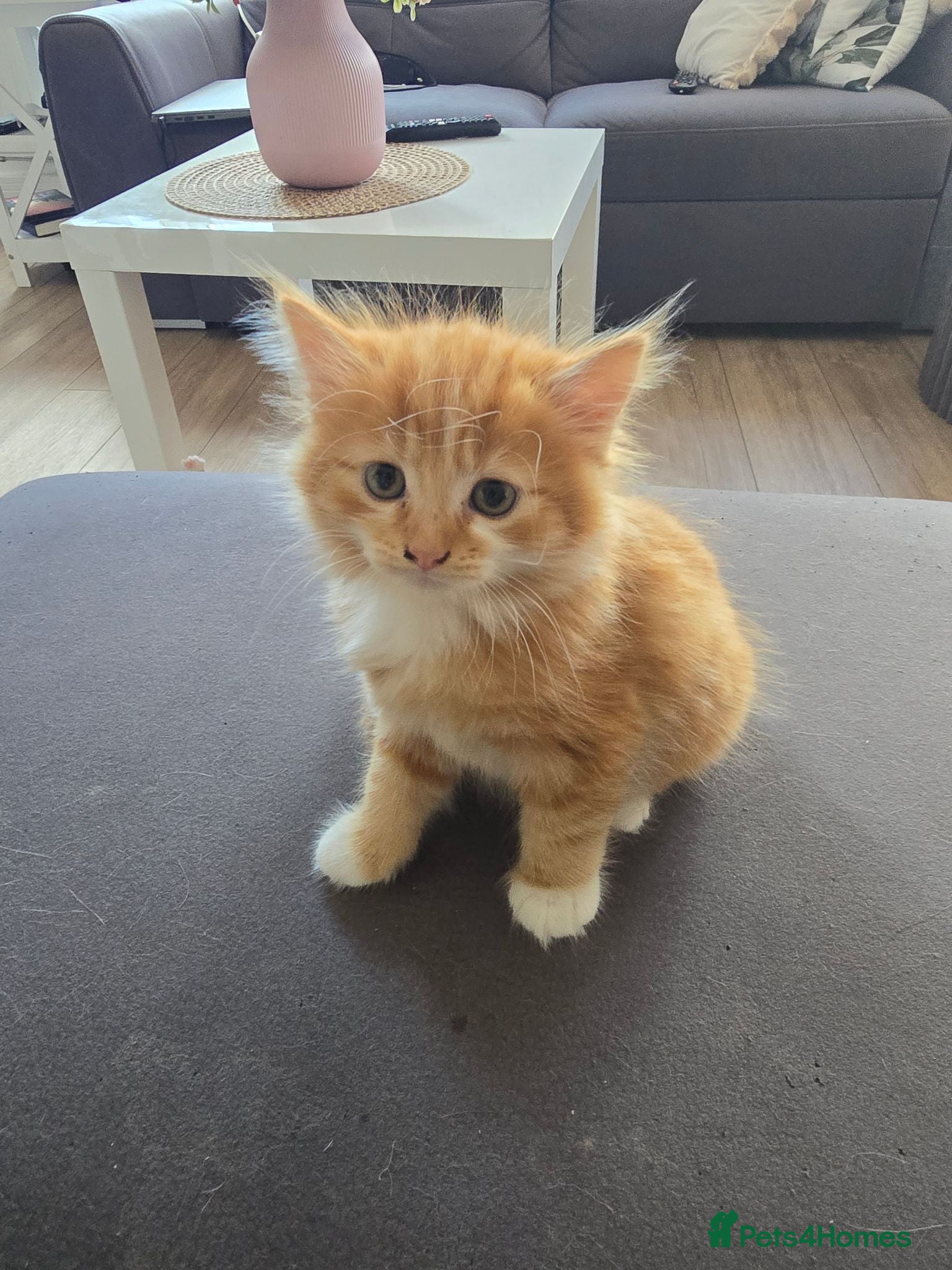 Mixed Breed cats Ginger fluffy girl for sale - Advert 6