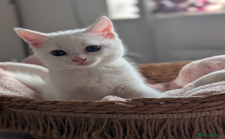 Mixed Breed cats - Advert 11