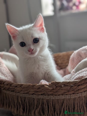 Mixed Breed cats - Advert 2
