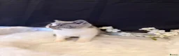 British Shorthair cats for sale: Full Pedigree Registered Breeder BSH Kittens  - Advert 37