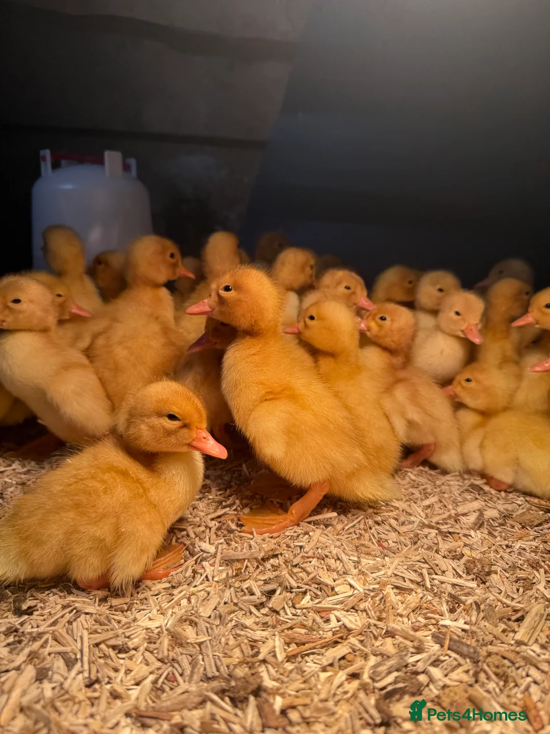 Ducks poultry for sale: Ducklings - White Female Layer Ducks - Advert 6