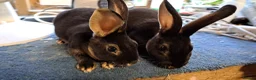 Mixed Breed rabbits for sale: Miniture papillon's & Standard Rex's - Advert 3