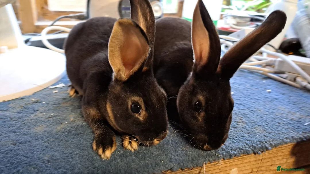Mixed Breed rabbits for sale: Miniture papillon's & Standard Rex's - Advert 3