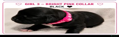 DARK PINK collar-Girl 