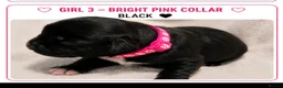 Mixed Breed dogs for sale: Gorgeous Staffador Puppies for Sale  - Advert 6