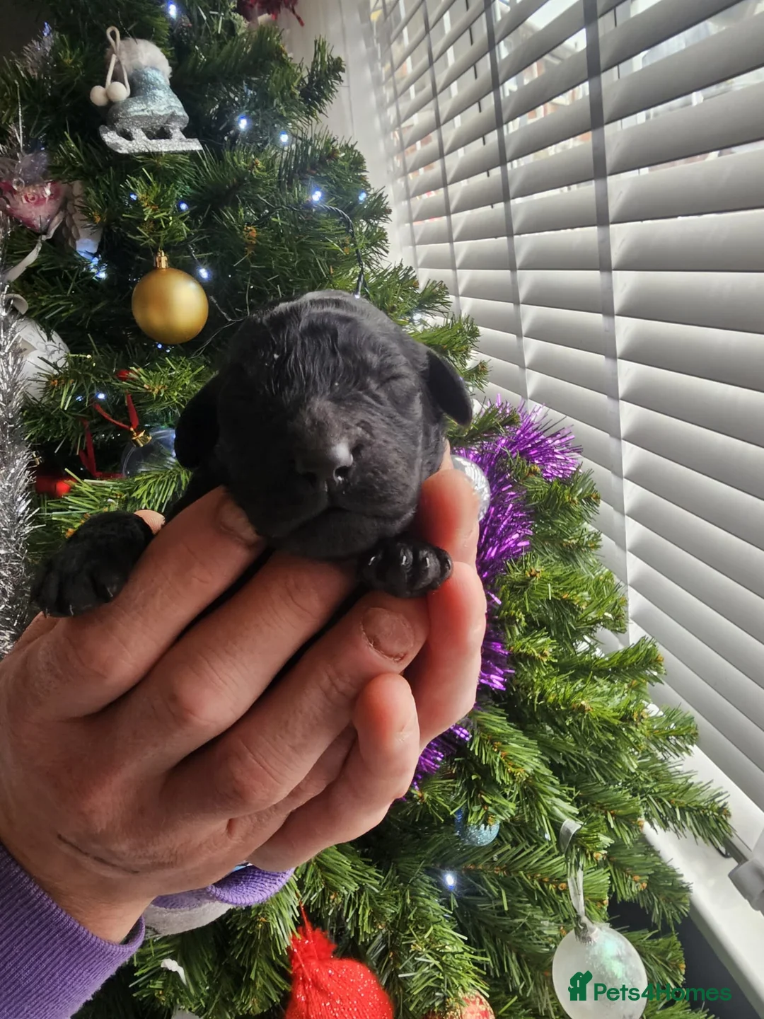 Cockapoo dogs for sale: Adorable cockapoo puppies - Advert 16