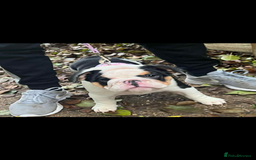 English Bulldog dogs for sale: Miniature English bulldog, 2 years old - Image 12