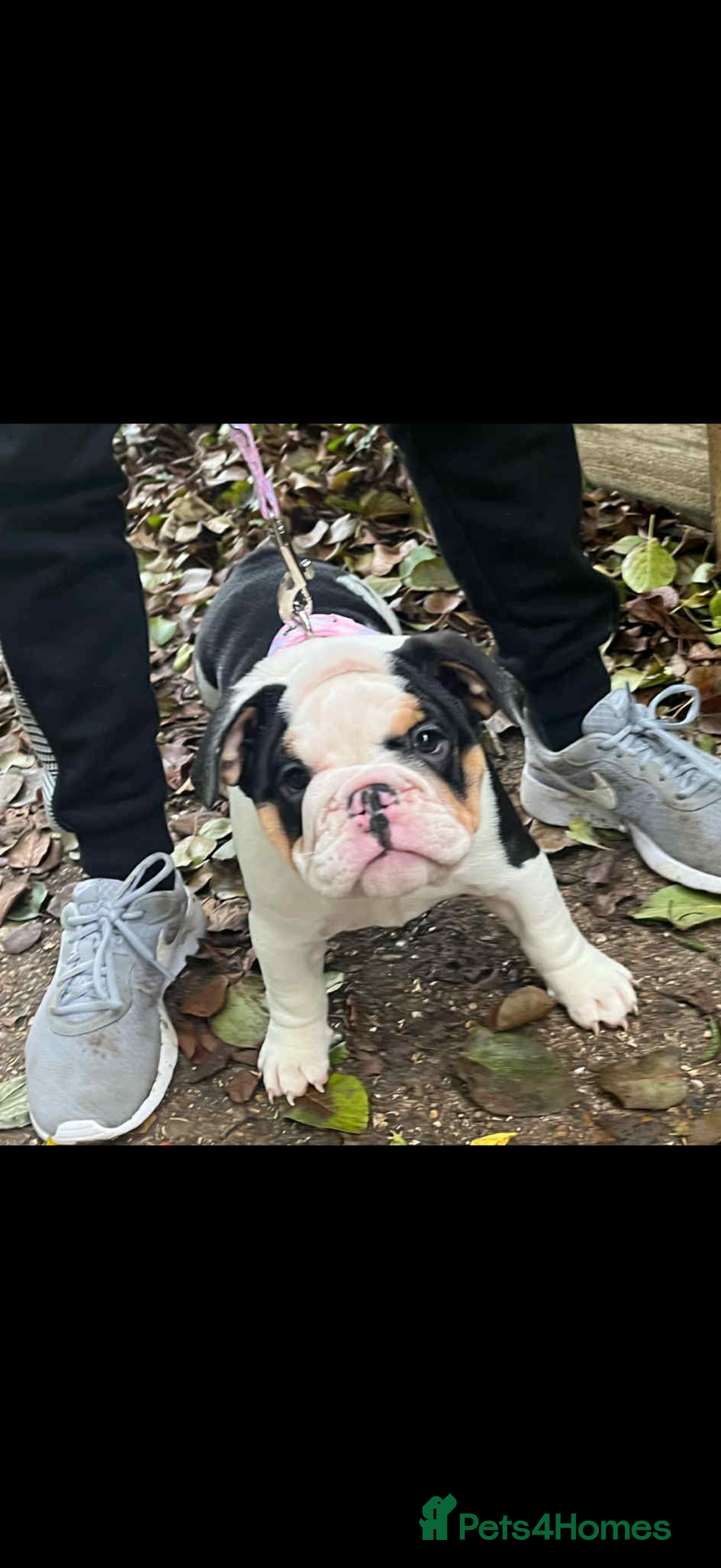 English Bulldog dogs for sale: Miniature English bulldog, 2 years old - Image 12