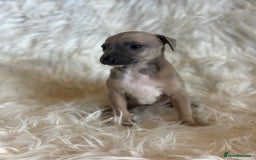 Italian Greyhound dogs for sale: 2 Italian Greyhound Boys  - Image 4