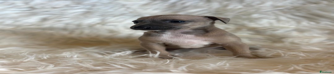 Italian Greyhound Puppy 2