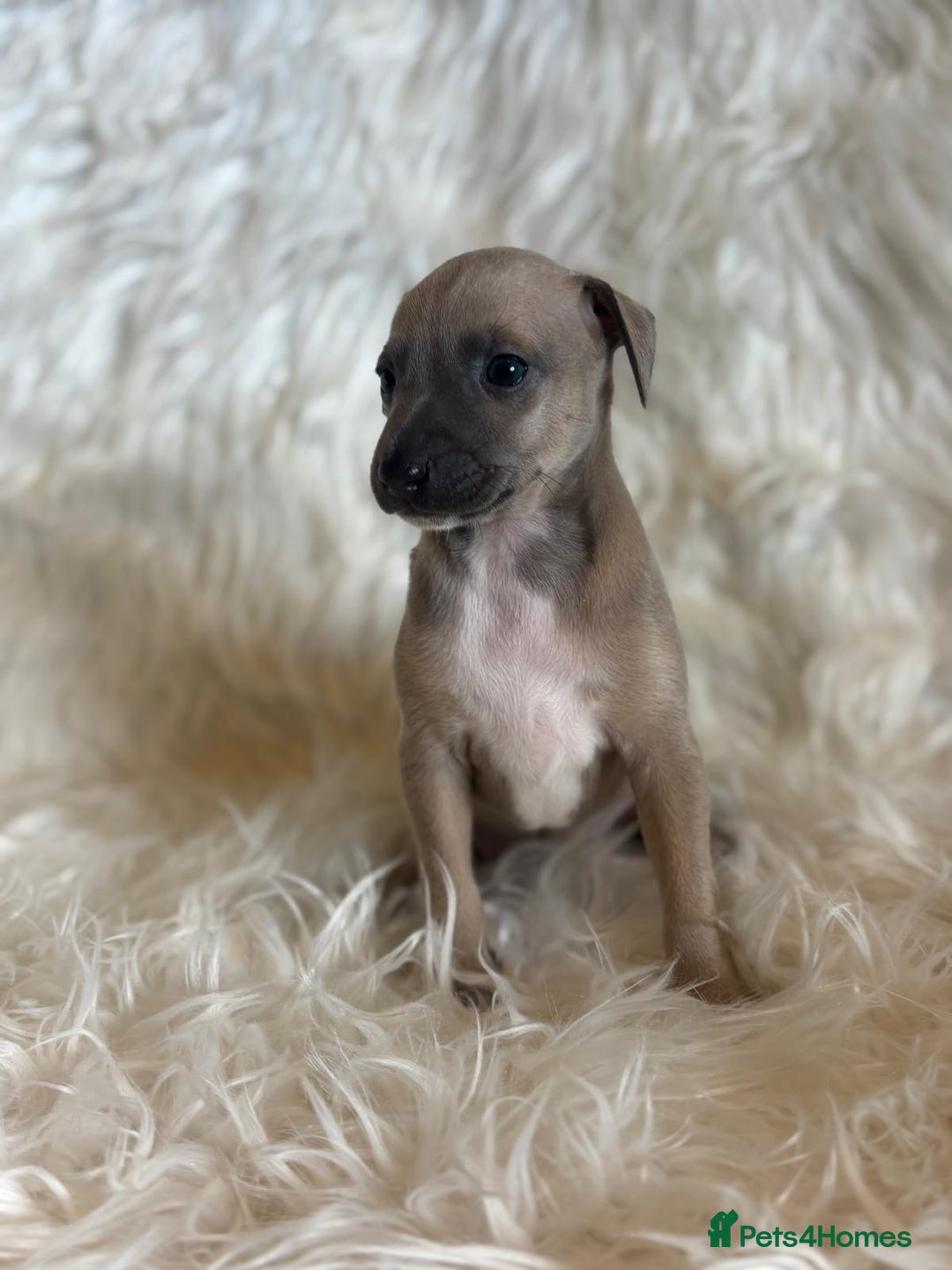 Italian Greyhound dogs for sale: 2 Italian Greyhound Boys  - Image 4