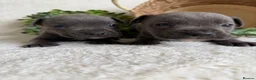 Staffordshire Bull Terrier dogs for sale: STUNNING BLUE KC STAFFORDSHIRE BULL TERRIERS  - Advert 8