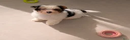 Biewer Terrier dogs for sale: Rare Larger Biewer Terrier Puppies - Advert 15